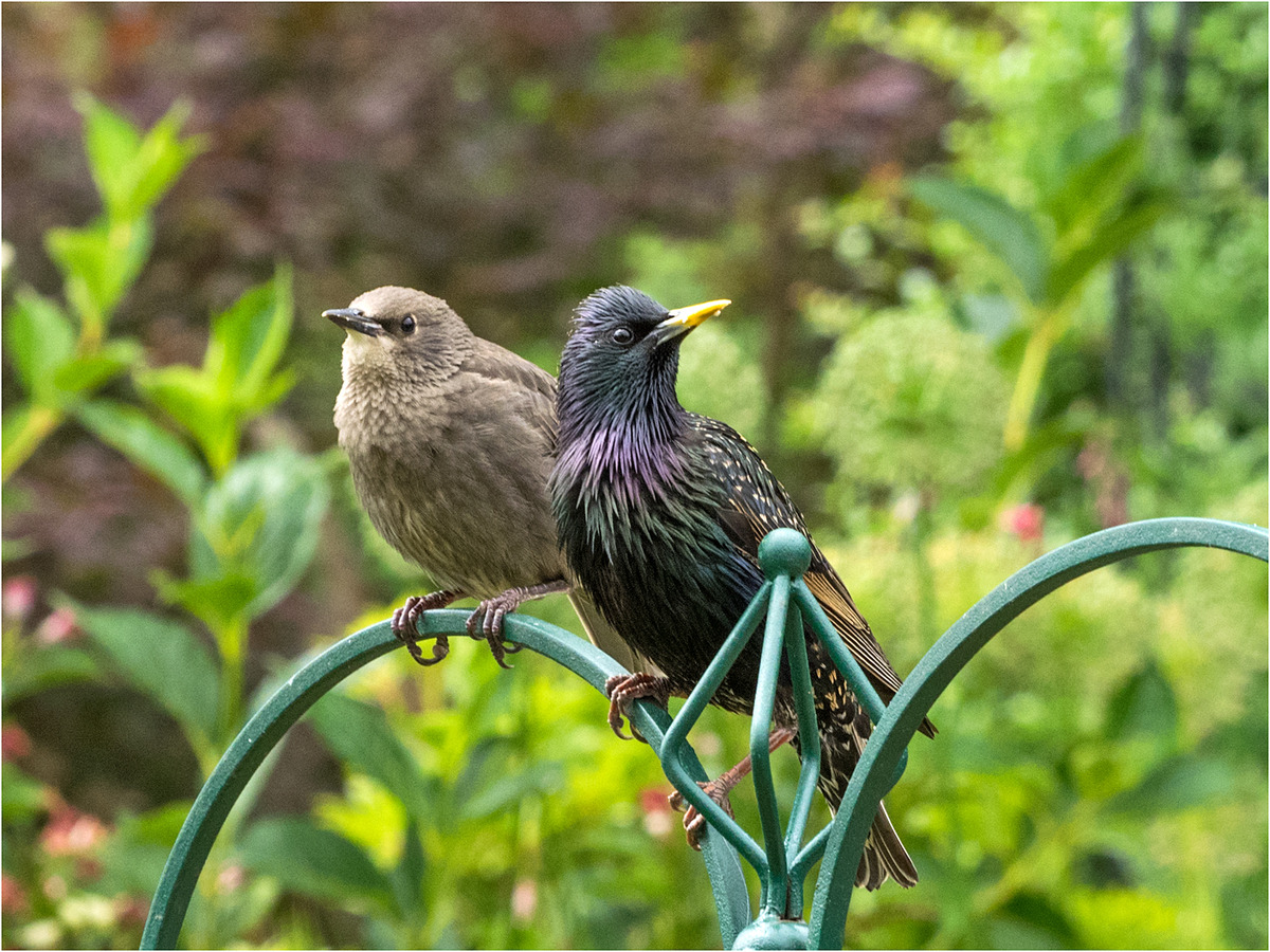 Starling and young